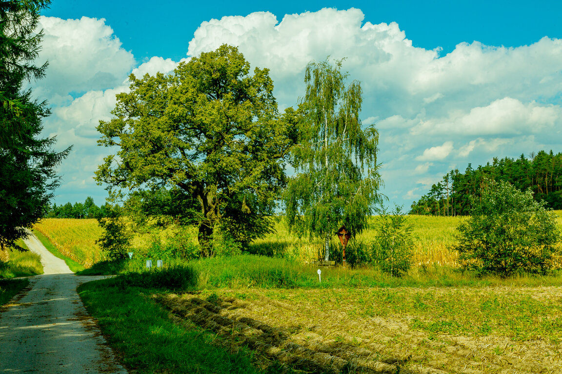 Image: _JA 40778 Linde, Birke, Kreuz.jpg
